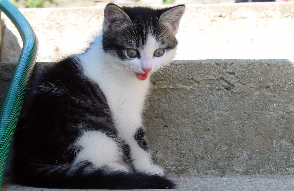 40_Boeschs_Katzenkinder_0747